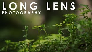 Photographing with long lens in the woods