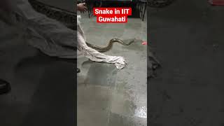 Snake in IIT Guwahati #jee2023 #jeeadvanced2023 #iitmotivation #iitguwahati #viral #snake