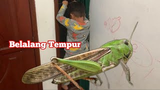 BERBURU BELALANG - MENCARI BELALANG DI RUMAH