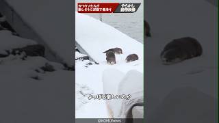 冬の名物、カワウソ滑り