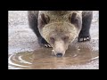 locating grizzly bears in grand teton national park