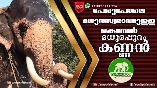 Madhurappuram Kannan|മധുരപ്പുറം കണ്ണൻ|aanatthaara|ആനത്താര