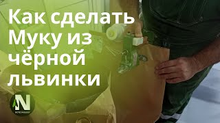 Мука из чёрной львинки Самая простая технология.