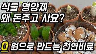 유기농으로 천연비료 쉽게 만들기 |계란껍질|바나나껍질|커피찌꺼기|