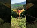 Moon Moth, the most beautiful flying insect of Malaysia #shorts