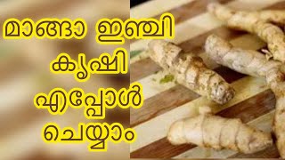 മാങ്ങാ ഇഞ്ചി കൃഷി| Mango- Ginger | Eastend Garden