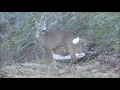 rådjur äter upp ett bananskal roe deer eats banana skin