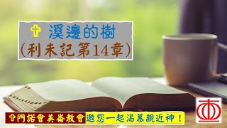 溪邊的樹～利未記14章