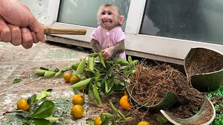 Monkey NANA destroys the kumquat tree that her father just bought for New Year