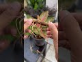 aglaonema propagation plants garden gardening aglonema