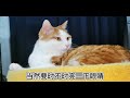 猫咪为什么舔爪子？为了耍帅，小猫咪也是拼了