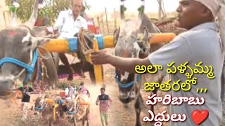 అలా పళ్లమ్మ జాతరలో | పళ్ళమ్మ జాతర 2022| పెనగలూరు మండలం కడప జిల్లా |సిద్ధవరం హరిబాబు ఎద్దులు🐂🔥🔥