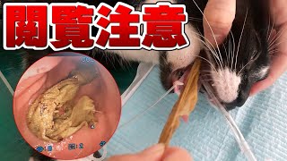 異物摘出！猫がよく嘔吐するのは飲み込んだアレが原因！ vol.1