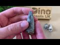 niger dinosaur teeth from the elrhaz formation fossil friday ep 6