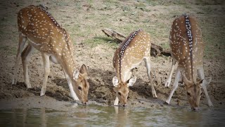 The spotted deer Axis axis ceylonensis තිත් මුවාThith Muwa