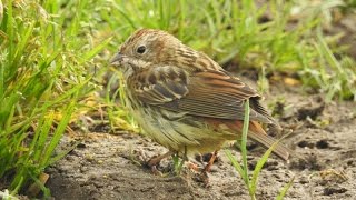 Chestnut Bunting on Papa Westray