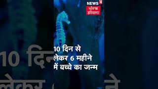 ਦੁਨੀਆ ਦਾ ਇਕਲੌਤਾ ਪਿਓ, ਜੋ ਬੱਚੇ ਪੈਦਾ ਕਰਦਾ ਹੈ ? | #shorts | News18 Punjab