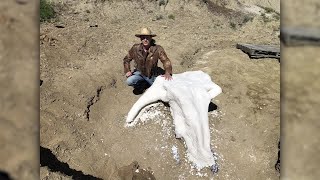 College student digs up 65-million-year-old Triceratops skull in North Dakota