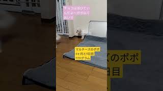 【子犬4ヶ月動画】先住犬のチョコと子犬のポポ　#マルチーズ　#マルチーズのポポ　#マルチーズの子犬　#dog 　#maltese 　#cute 　#愛犬 　#先住犬　#ヨープー　#チョコ　#成長