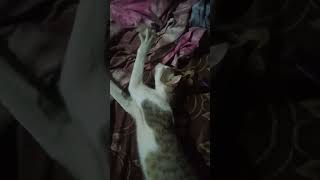 ആ ശുദ്ധ വായു തിരിച്ച് ഇരങ്ങിപോയപോഴ്.. #cat #funny #petlover #shorts #shortsyoutube