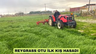 REYGRASS OTU KIŞ HASADI  |  İLK HASADIMIZI YAPTIK  |  DOLUYA TUTULDUK...