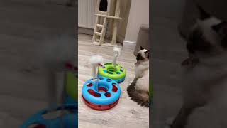 Arames and Daisy are playing.ragdoll cats_ gatti