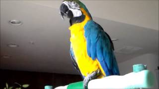 Snuggles the Macaw - Talking #macaw #birds #parrot #snugglesthemacaw #macawparrot