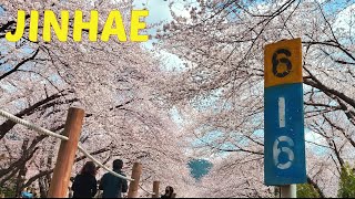 Jinhae Spring Festival l 진해구 l CNN's one of top 50 best place to visit in Korea l