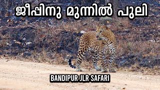 പുലിയും കടുവയും ഒന്നിച്ച്  ..BANDIPUR JEEP SAFARI ..