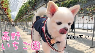 イチゴ狩りを楽しむぬいぐるみ犬りず。滋賀の高野いちご園で春の遠足だ【チワワ】