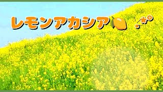 TO KUMADE埼玉 レモンアカシア🍋 大川義秋 ハープ王子