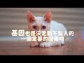 👂是不是常聽人說小貓🐱要早點養，才越黏人😎嗎？