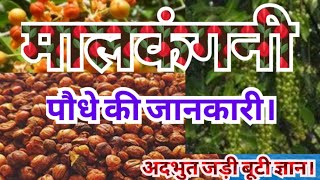 full knowledge of malkangni plant | मालकंगनी कैसी दिखती है | बंद नशों नाड़ियों को खोलने वाली |