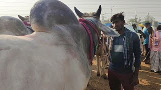 Yemmiganur Bigg Size Ongole Kode Cattle 2025 // Bigg Size Ongole Cattils