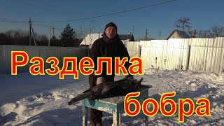 Разделка бобра \\ бобр копчёный