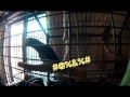 提姆娜灰鸚鵡~bird仔 timneh parrot 廣東話