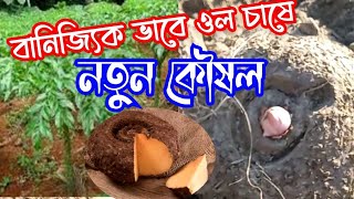 বানিজ‍্যিক ভাবে ওল চাষে এই পদ্ধতিতে ওল বীজ রোপন করুন। 💰💰💰ওল চাষ পদ্ধতি। ওল চাষে প্রথমিক পদ্ধতি।