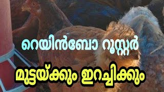 Rainbow Rooster for Meat Purpose I റെയിൻബോ റൂസ്റ്റർ Iനാടൻ ഇറച്ചി കോഴി [Travel Beeps]