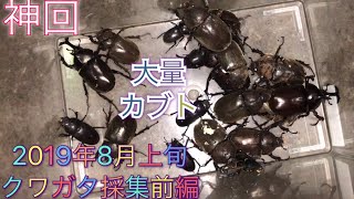 [クワガタ採集]2019年8月上旬前編  カブトムシシーズン到来