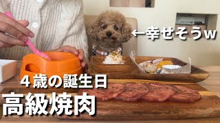 愛犬の誕生日に高級焼肉をご馳走してみた【トイプードル】