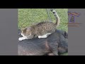 ANIMAL & PET VIDEOS way FUNNIER THAN YOU EXPECT! - LAUGH HARD NOW!