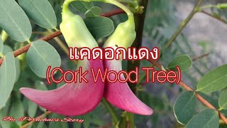 แคดอกแดง (Cork Wood Tree) พืชสมุนไพร ปลูกง่าย- By Pornchai's Story