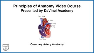 Coronary Artery Anatomy [Thorax Anatomy 14 of 16]