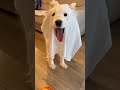 Dog dressed in ghost costume for Halloween #shorts