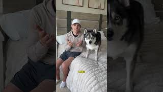 My dog may never forgive me for this! #dog #dogs #husky #huskies #dogsofyoutube #cute #humor