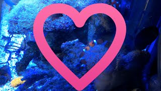 カクレクマノミがキスをする！？【海水魚水槽】