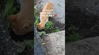 고양이 사냥 성공 ( 길냥이 사냥 실력 )#사냥꾼 #냥이 #두더지잡기 #두더지