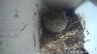 Finch Cam at Painted Peacock Manor