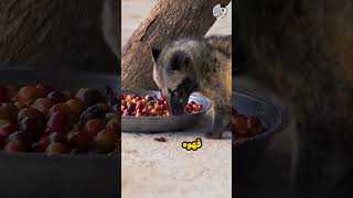 من اشتباه کردم: چرا قهوه زباد ارزش این همه هزینه را ندارد؟ Kopi Luwak