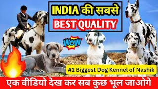 Show Quality Great Dane Puppies for Urgent Sale | Affordable Prices in India 2025 |dogsbreedofficial